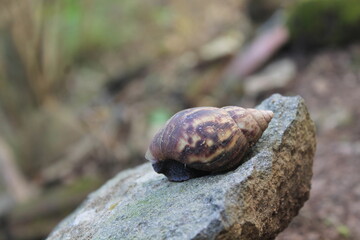 snail on a stone