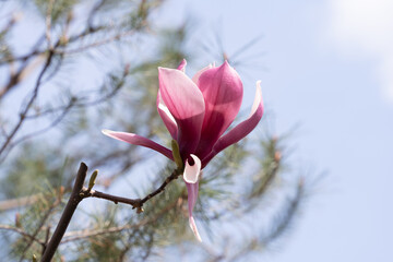 Close-up of magnolia flowers in full bloom under the blue sky © ToriNim