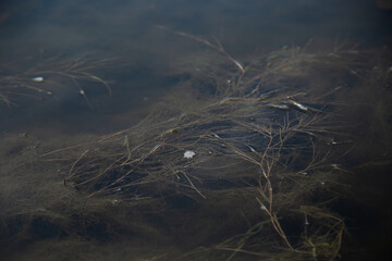 Ooze and seaweed float on the surface of the reservoir.
