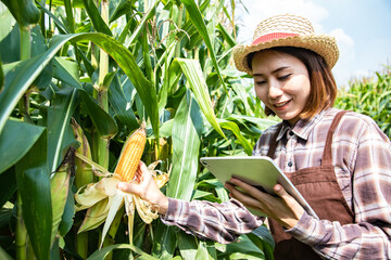 Portrait of beautiful Asian farmer standing with tablet in corn field examining crop at blue sky. Agribusiness and innovation concept