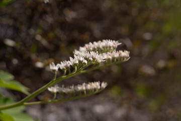 Mukdenia rosi's flower from the side