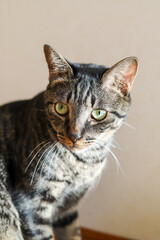 キジトラ猫の上半身