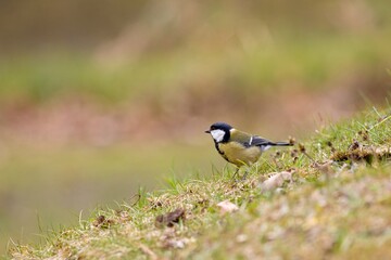 Great tit