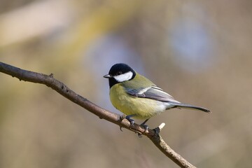 Naklejka premium Great tit