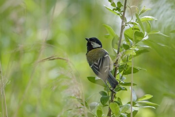 Great tit