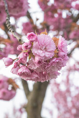 Pink cherry blossom in spring (prunus serrulata).