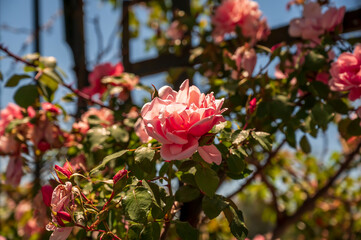 Flores rosas en el Rosedal del Prado en Montevideo (Uruguay)