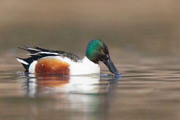 A close-up of a male northern shoveler (Spatula clypeata) swimming on a sunny day in a lake in Germany.	
