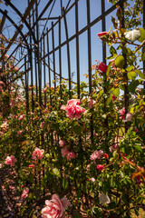 Flores rosas en el Rosedal del Prado en Montevideo (Uruguay)