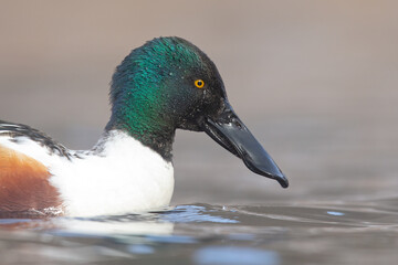 A portrait of a male northern shoveler (Spatula clypeata) swimming on a sunny day in a lake in Germany.