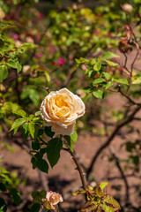 Flores rosas en el Rosedal del Prado en Montevideo (Uruguay)