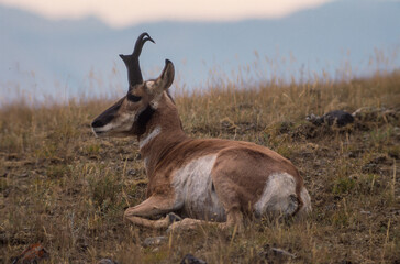 Antilope d'amerique, antilocapra americana, Parc national du Yellowstone, USA
