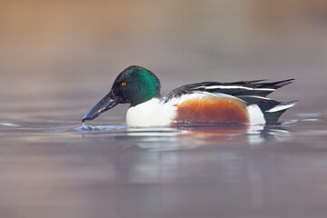 A close-up of a male northern shoveler (Spatula clypeata) swimming on a sunny day in a lake in Germany.	
