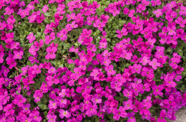 Aubriette, aubrieta deltoidea