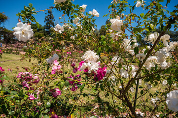 Flores rosas en el Rosedal del Prado en Montevideo (Uruguay)
