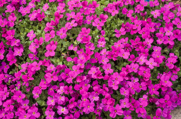 Aubriette, aubrieta deltoidea