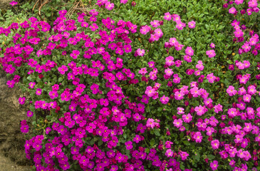 Aubriette, aubrieta deltoidea