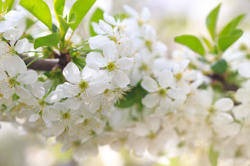 Flowering cherry against a blue sky. Cherry blossoms. Spring background.
