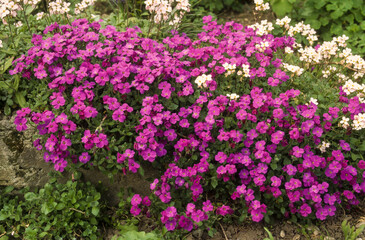 Naklejka premium Aubriette, aubrieta deltoidea