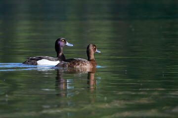 Reiherenten in der Oberlausitz im Frühjahr während der Balz