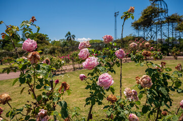 Flores rosas en el Rosedal del Prado en Montevideo (Uruguay)