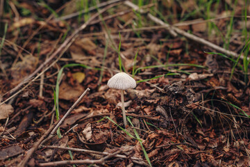 Little mushroom in dry leaves on autumn background, earth-colored natural composition. Fall nature concept.