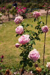 Flores rosas en el Rosedal del Prado en Montevideo (Uruguay)