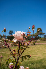 Flores rosas en el Rosedal del Prado en Montevideo (Uruguay)