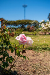 Flores rosas en el Rosedal del Prado en Montevideo (Uruguay)