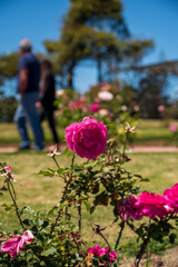 Flores rosas en el Rosedal del Prado en Montevideo (Uruguay)