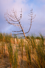 Oyat, Ammophila argenaria, Dune du Pilat, Bassin d'Arcachon, Landes de Gascogne, 33, Gironde