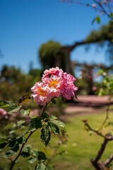 Flores rosas en el Rosedal del Prado en Montevideo (Uruguay)