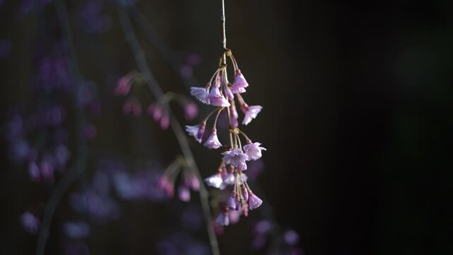 Japanese weeping cherry blossom flower branch with harsh dramatic lighting to highlight details in the flower - sakura tree flowers