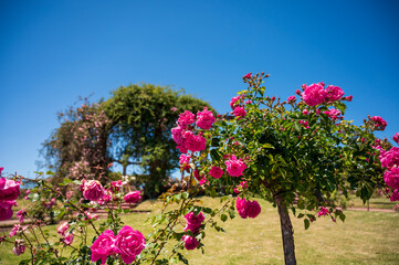 Flores rosas en el Rosedal del Prado en Montevideo (Uruguay)