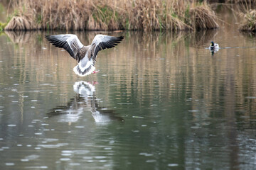 goose in flight