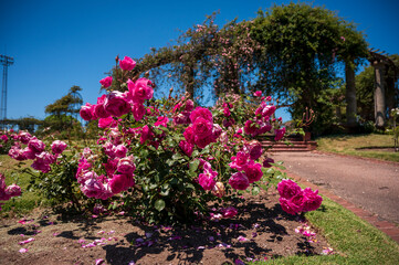 Flores rosas en el Rosedal del Prado en Montevideo (Uruguay)