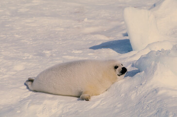 Phoque du Groenland, jeune, blanchon, Pagophilus groenlandicus © JAG IMAGES