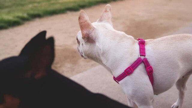 Beautiful Happy White French Bulldog Puppy Panting And Looking Around The Park