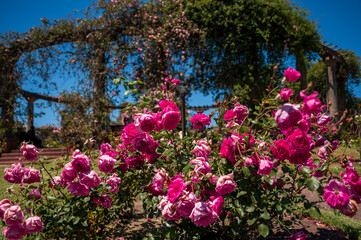 Flores rosas en el Rosedal del Prado en Montevideo (Uruguay)