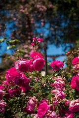 Flores rosas en el Rosedal del Prado en Montevideo (Uruguay)