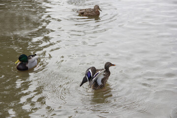 wild ducks swim on the lake in winter