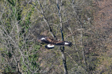 Aquila reale