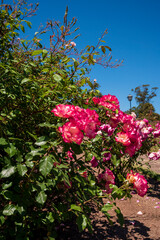 Flores rosas en el Rosedal del Prado en Montevideo (Uruguay)