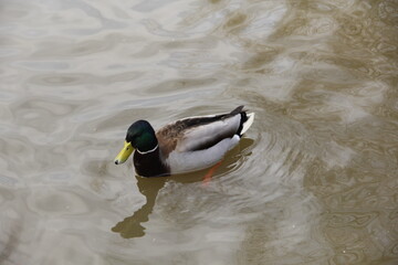 drake swims on the lake in winter