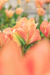 Close up Shot of an orange Tulip flower head in spring with a orange bokeh in the foreground. Vertical format.