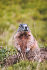 marmot in the mountains