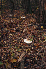 White champignon pileus in dry autumn leaves. Seasonal forest agaric edible mushrooms. Organic vegetarian healthy food, protein diet