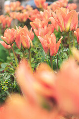 Orange Tulip field in spring with a orange bokeh in the foreground. Vertical format.