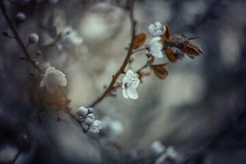 Cherry blossom. Wiosenne kwiaty na drzewach	