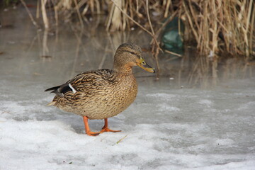 wild duck in the snow in winter looking for food